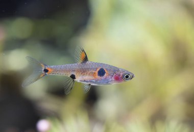 Akvaryum arka planında Boraras maculatus