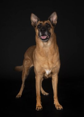 Siyah arka planda Belçikalı çoban