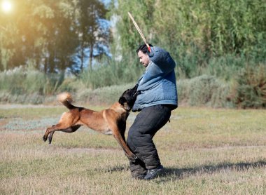 Genç Belçikalı çoban köpeği doğada güvenlik eğitimi alıyor.