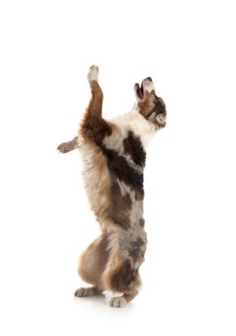 Avustralya çobanı beyaz arka planda.