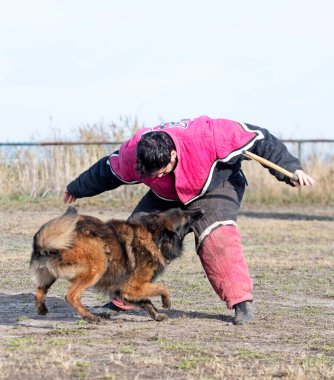 Genç Belçikalı çoban köpeği doğada güvenlik eğitimi alıyor.