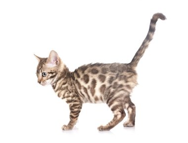 Bengal kedisi beyaz arka planda