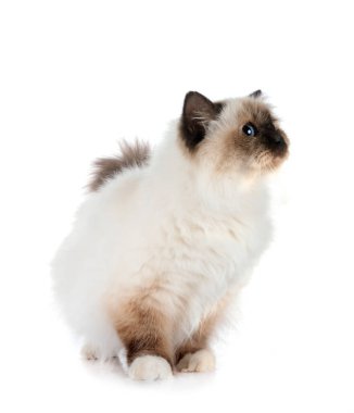 Birman Cat beyaz arkaplanının önünde