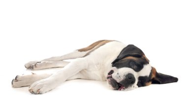 Saint bernard beyaz arka plan önünde