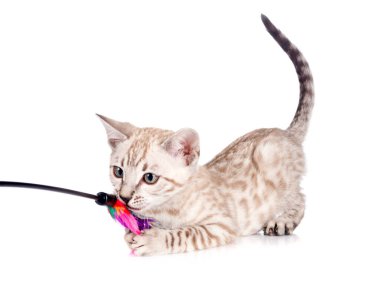 Bengal kedisi beyaz arka planda