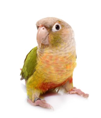conure beyaz arka plan önünde tarçın