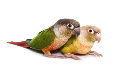 conure beyaz arka plan önünde tarçın