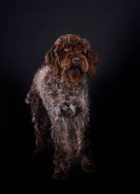 Siyah arkaplanın önündeki kablo saçlı işaret eden Griffon