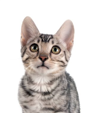 Bengal kedisi beyaz arka planda