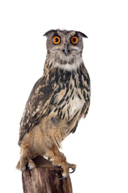 Beyaz arkaplan önünde Avrasya kartal baykuşu