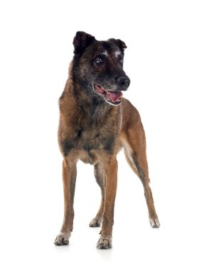 Beyaz arka planda Belçikalı çoban