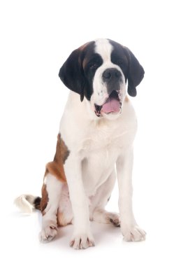 Saint bernard beyaz arka plan önünde
