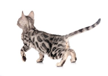 Bengal kedisi beyaz arka planda