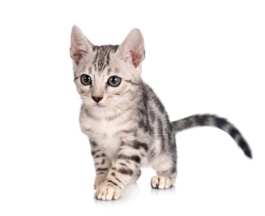 Bengal kedisi beyaz arka planda