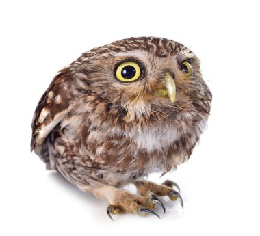 Beyaz arka plan önünde Kukumav