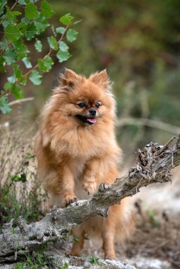 Genç Pomeranian, doğadaki resim, sonbaharda.