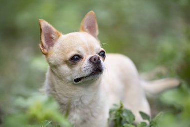 Küçük chihuahua doğada özgürce dolaşıyor.