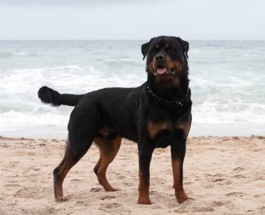 Genç Rottweiler baharda sahilde koşuyor.