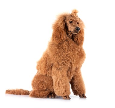 Beyaz arka plan önünde standart kaniş