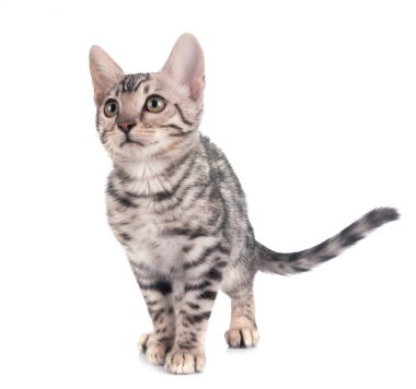 Bengal kedisi beyaz arka planda