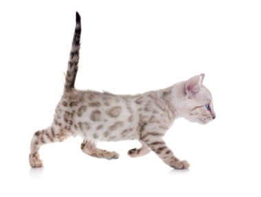 Bengal kedisi beyaz arka planda