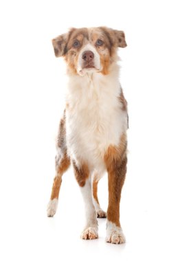 Avustralya çobanı beyaz arka planda.