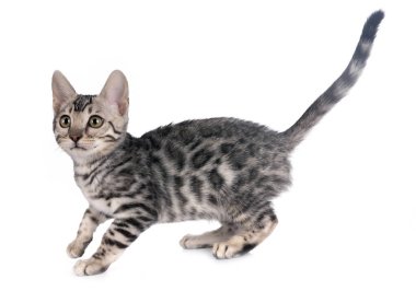 Bengal kedisi beyaz arka planda