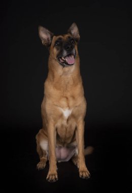 Siyah arka planda Belçikalı çoban