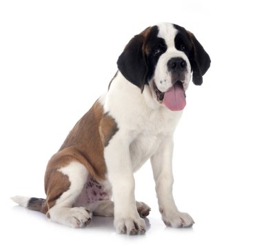 Yavru Saint Bernard beyaz arkaplanın önünde