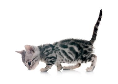 Bengal kedisi beyaz arka planda