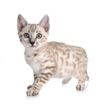 Bengal kedisi beyaz arka planda