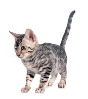 Bengal kedisi beyaz arka planda