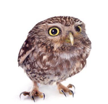 Beyaz arka plan önünde Kukumav