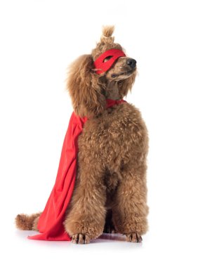 Beyaz arka plan önünde standart kaniş