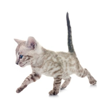 Bengal kedisi beyaz arka planda