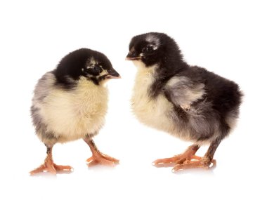 Beyaz arka plan önünde kızlar marans