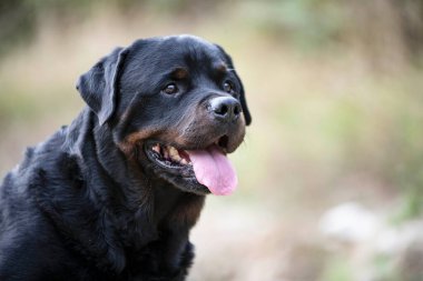Safkan Rottweiler sonbaharda doğada yürüyor.