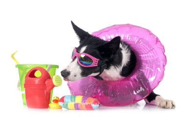 Beyaz arkaplan önünde genç sınır çobanı