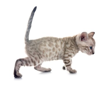 Bengal kedisi beyaz arka planda