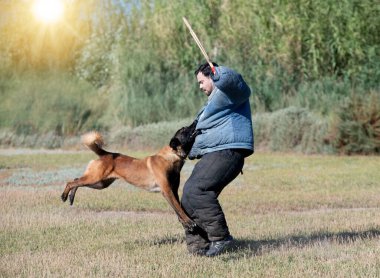 Genç Belçikalı çoban köpeği doğada güvenlik eğitimi alıyor.