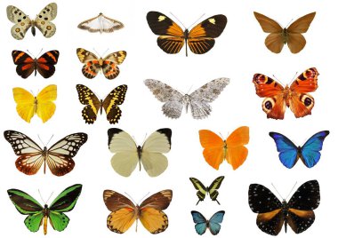 Grup beyaz arka plan önünde güzel renkler kelebek