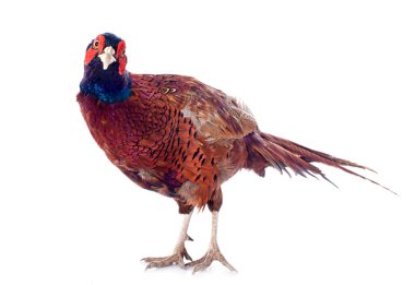 erkek Avrupa ortak sülün, beyaz arka plan önünde phasianus colchicus