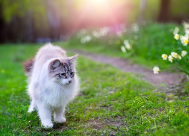 doğada mavi gözlü genç birman kedisi