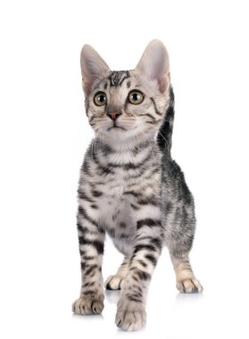 Bengal kedisi beyaz arka planda