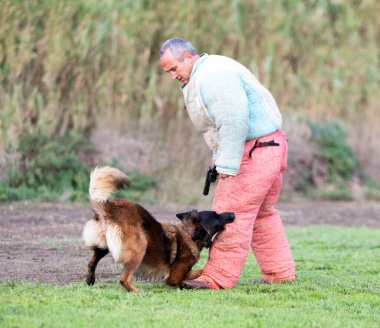 Genç Belçikalı çoban köpeği doğada güvenlik eğitimi alıyor.