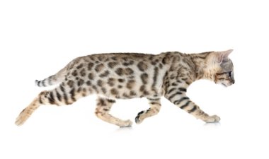 Bengal kedisi beyaz arka planda