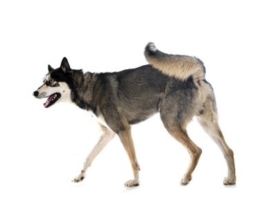Genç Sibirya Husky 'si beyaz arkaplan önünde