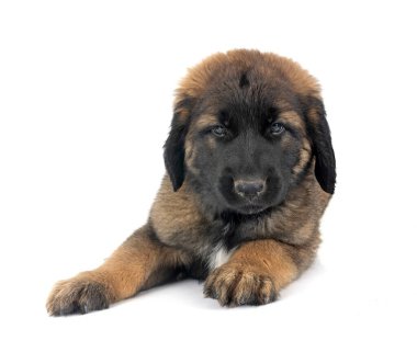 Beyaz arka planda köpek yavrusu Leonberger