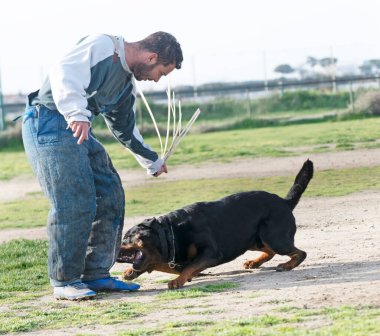 Genç Rottweiler doğada güvenlik eğitimi alıyor.