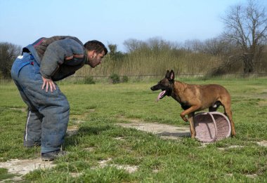 Genç Belçikalı çoban köpeği doğada güvenlik eğitimi alıyor.